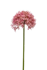 Allium artificiale - 1 stelo - rosa