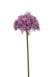 Allium artificial - 1 tallo - violeta