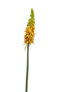 Kniphofia artificiale - 1 stelo - giallo