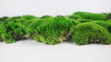 Preserved Ball moss - box - Springgreen