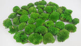 Preserved Ball moss - box - Springgreen