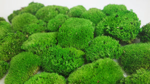 Preserved Ball moss - box - Springgreen