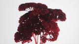 Achillea Parker getrocknet - 1 Bund - Rot - Si-nature