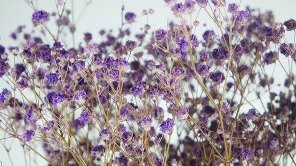 Gypsophila preservada - 1 manojo - Violeta