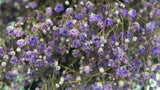 Gypsophila preservada - 1 manojo - Violeta