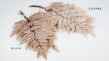 Leather fern preserved - 10 stems - Coffee